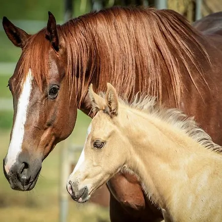 Фермерский дом Badia La Torraccia