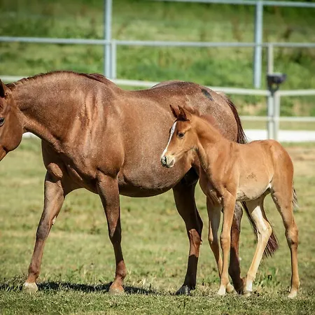 Badia * La Torraccia