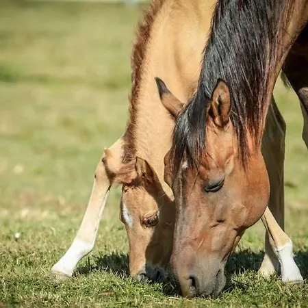 Badia Agroturismo La Torraccia