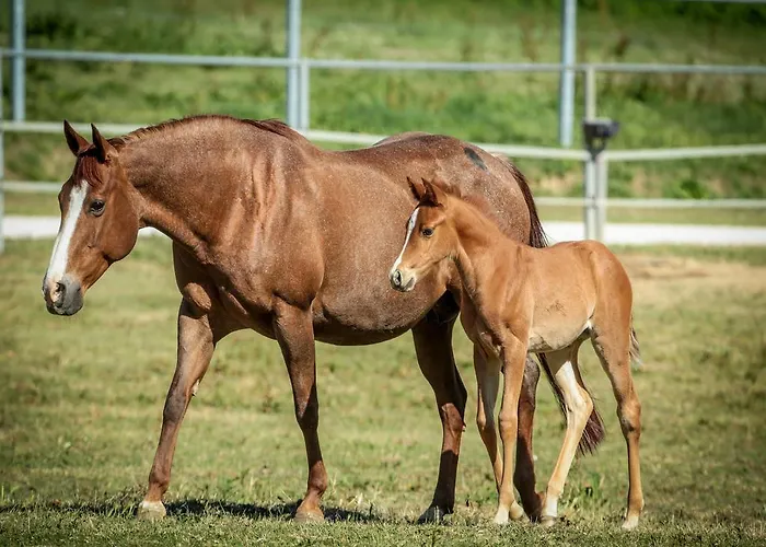 Badia * 라 토라치아